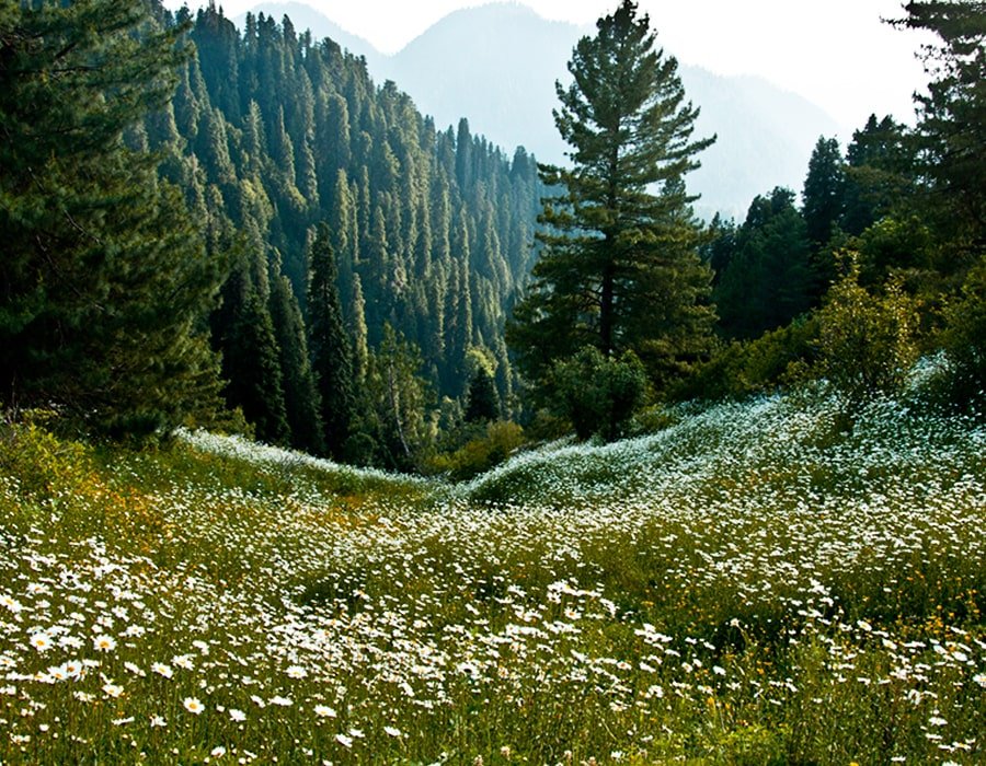 Murree Nathia Gali | Click Pakistan 