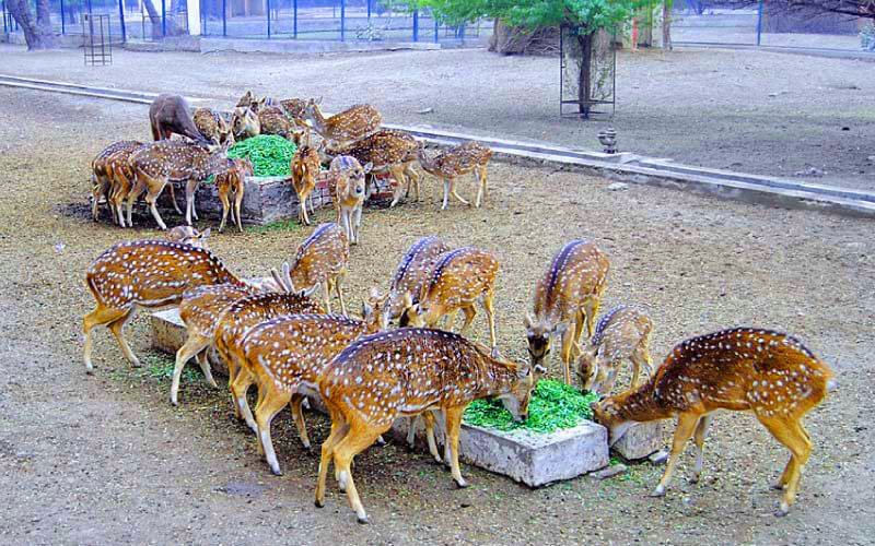 Bahawalpur Zoo - Palaces of Bahawalpur
