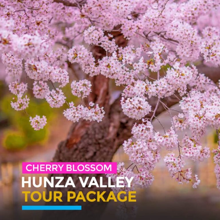 Cherry Blossom Hunza Tour