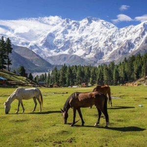 Fairy Meadows Gilgit Baltistan Tour