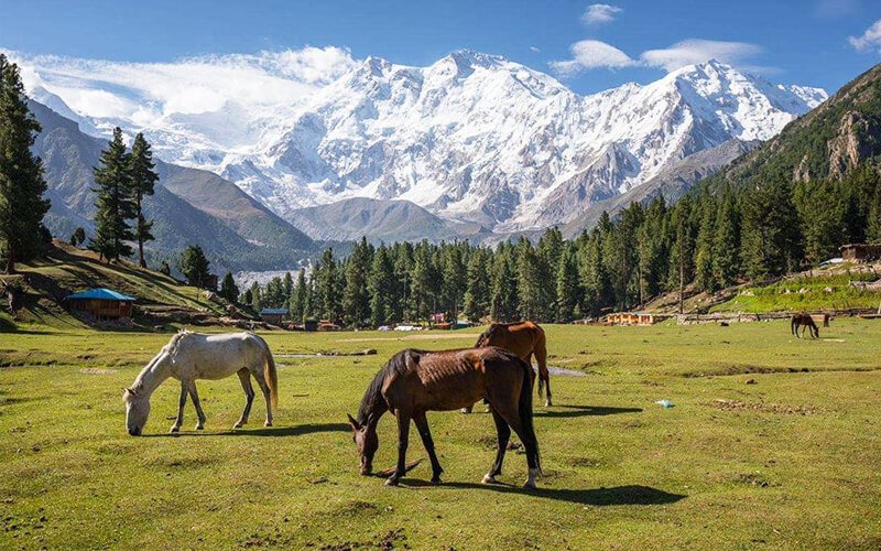 10 Days Fairy Meadows Gilgit Baltistan Tour