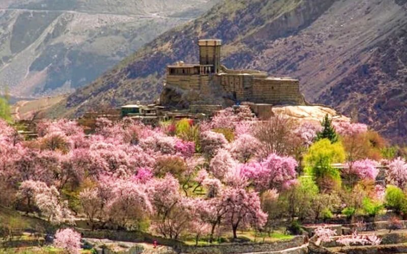 7 Days Cherry Blossom Hunza Tour Package